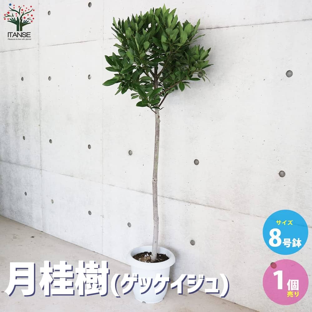 月桂樹(ローリエ)　常緑樹　特大苗　130cm 超　大きく立派な株 10号鉢植え 月桂樹(ローリエ) 常緑樹 特大苗 130cm 超 大きく立派な株 10号